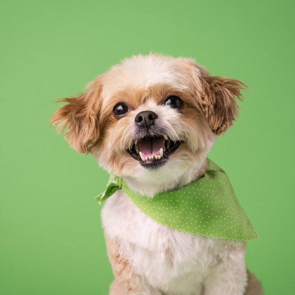 The Best Dog Food for Shih Tzus According to Pet Owners and Experts