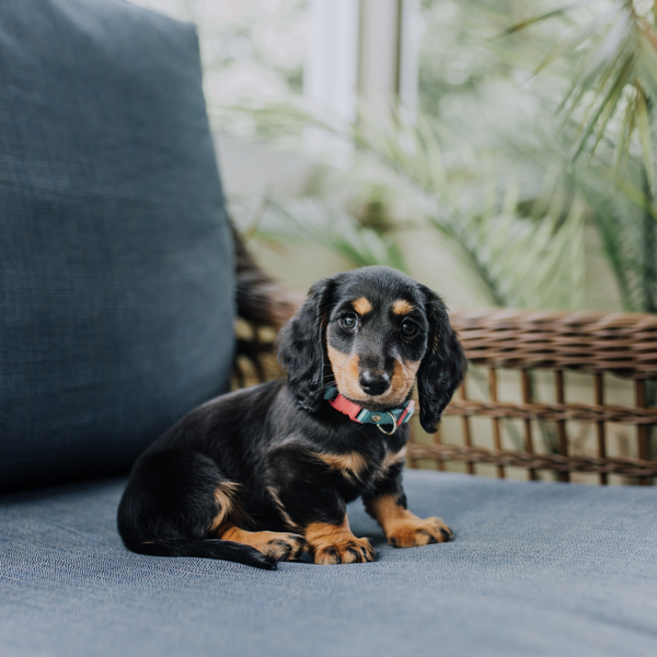 The best dog food for Dachshunds According Pet Owners and Experts.