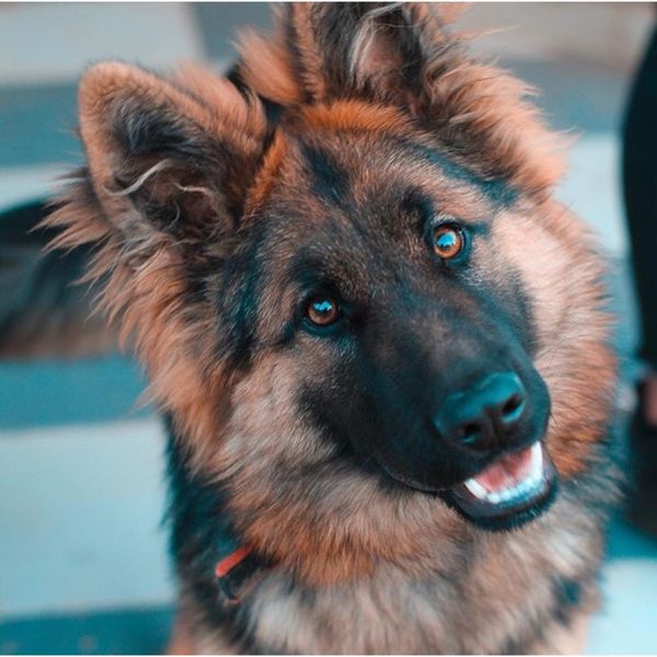 Best Dog Food for German Shepherds: 9 Top Picks for Your Pup's Diet