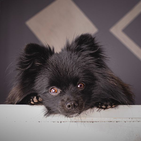 The Best Dog Food for Pomeranians According to Pet Owners and Experts