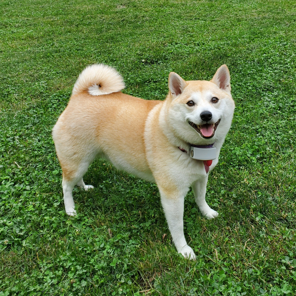 Reviews of the Best Dog Food for Shiba Inus by Pet Owners and Experts
