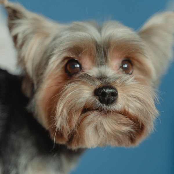The Best Dog Food for Yorkies: Insights from Pet Owners and Experts