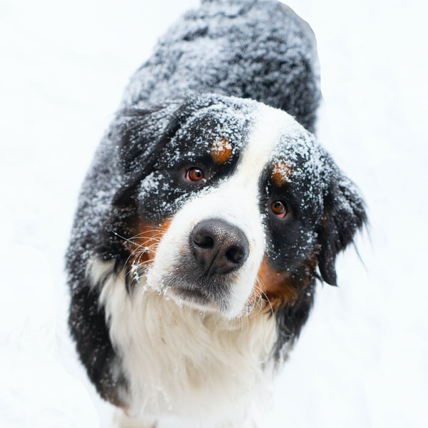 The Ultimate Guide to the Best Dog Food for Bernese Mountain Dogs