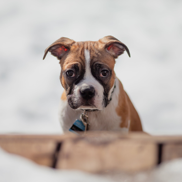 Best Dog Food for Boxers: A Comprehensive Guide to Optimal Nutrition