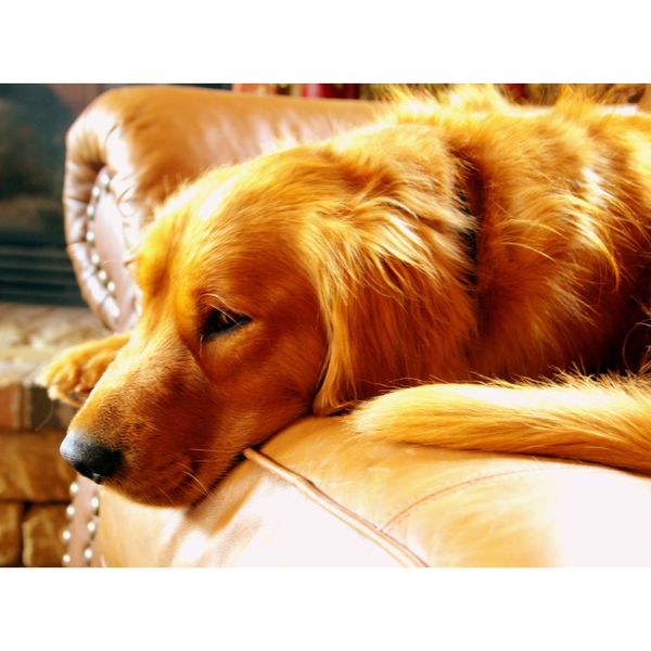 Ultimate Guide to the Best Dog Food for Golden Retrievers