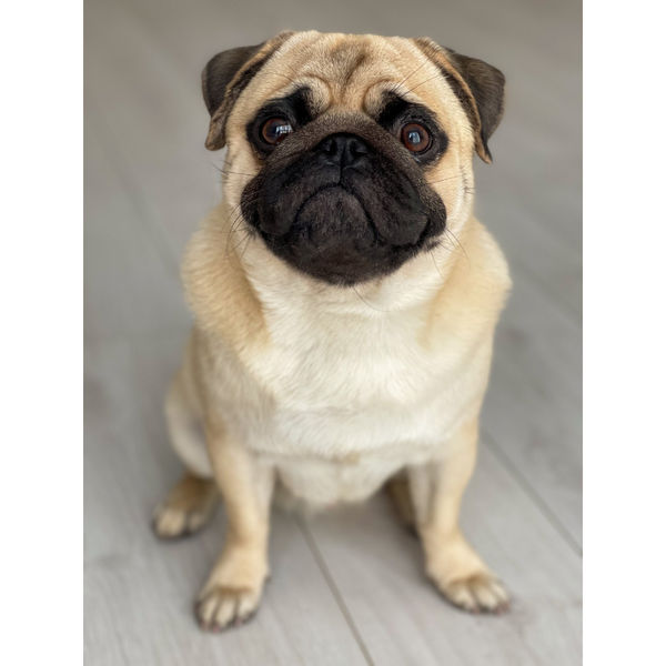 Best Dog Food for Pugs: A Comprehensive Guide to Nutritional Excellence