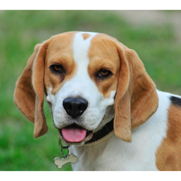 Best Dog Food for Beagles: 10 Top Picks for Your Pup's Nutrition