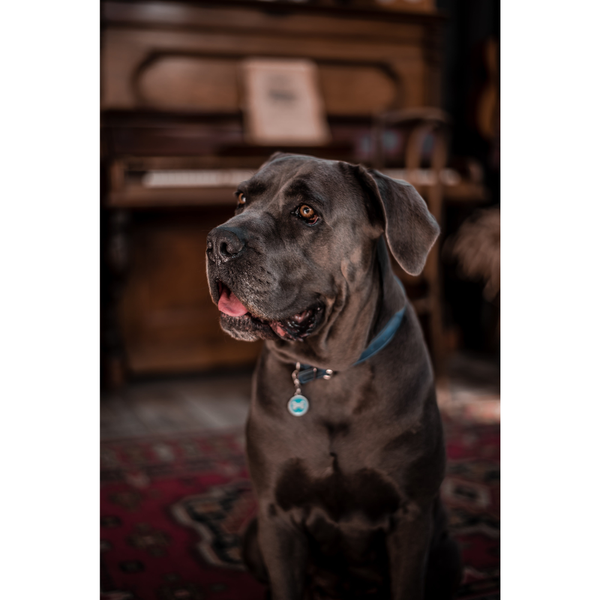 Best Dog Food for Cane Corso: 10 Top Picks for Your Pup's Nutrition