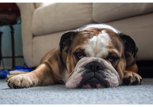 Best Dog Food for English Bulldogs: Top Picks for a Healthy Diet