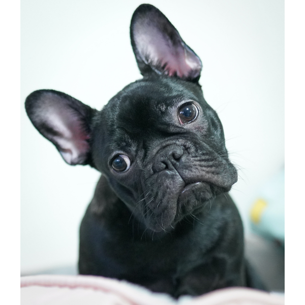 Best Dog Food for French Bulldogs: Top 10 Products for Your French Bulldog's Diet