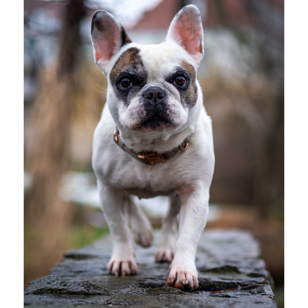 Best Dog Food for Frenchies: Top 10 Products for Your Frenchie's Diet