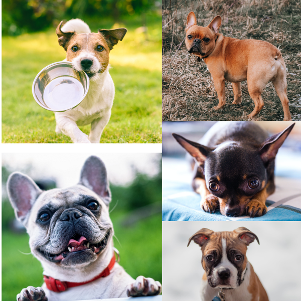 Best dog food for small breeds: Top 8 products for your furry friend