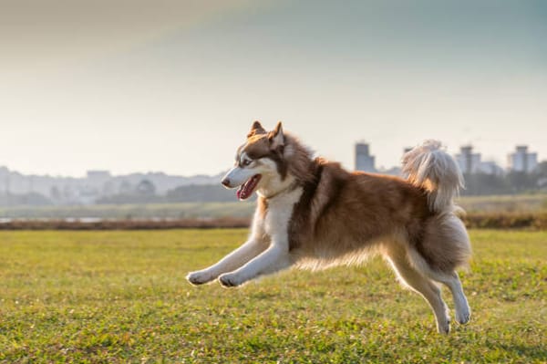What to Feed a Husky: A Comprehensive Guide to a Healthy Diet