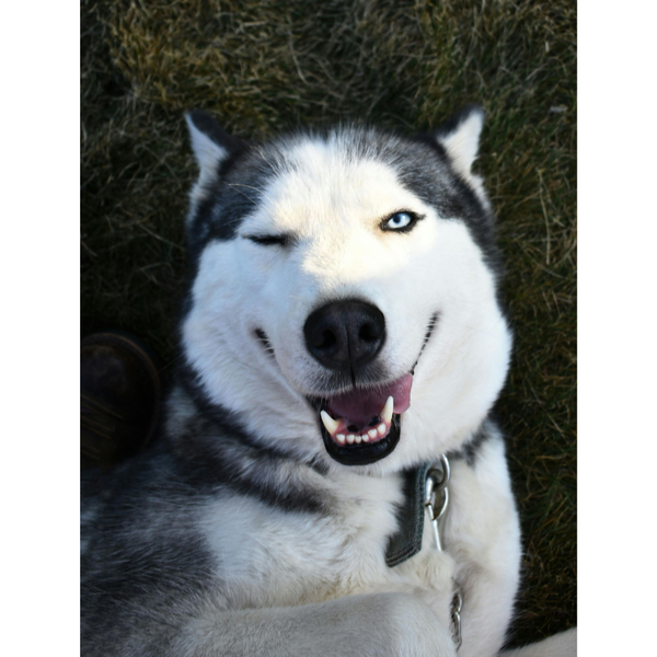 What Can Huskies Eat: A Guide to a Healthy Siberian Husky Diet