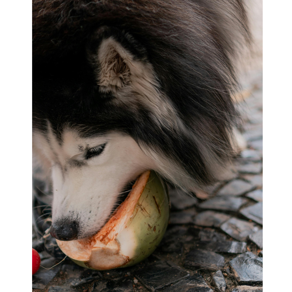 What Can Huskies Eat: A Guide to a Healthy Husky Diet
