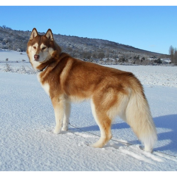 Good Food for Your Siberian Husky: A Comprehensive Guide