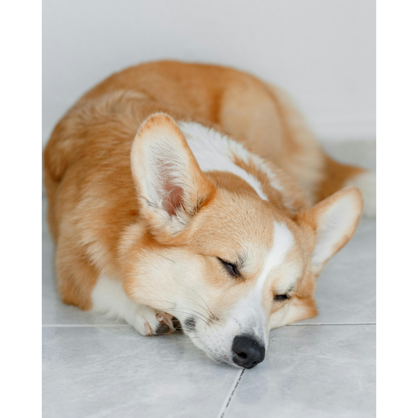 The Ultimate Guide to Corgi Puppy Food: Ensuring a Healthy Start