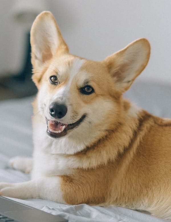 Best Corgi Food: A Comprehensive Guide for Your Furry Friend