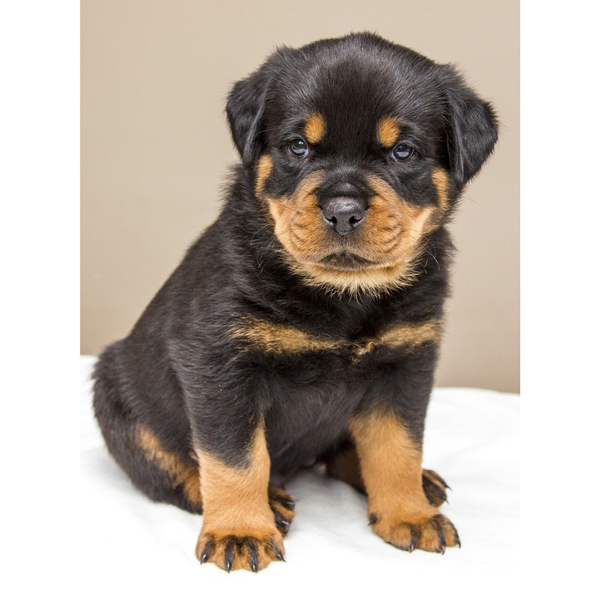 The Ultimate Guide to the Best dog food for Rottweiler puppy
