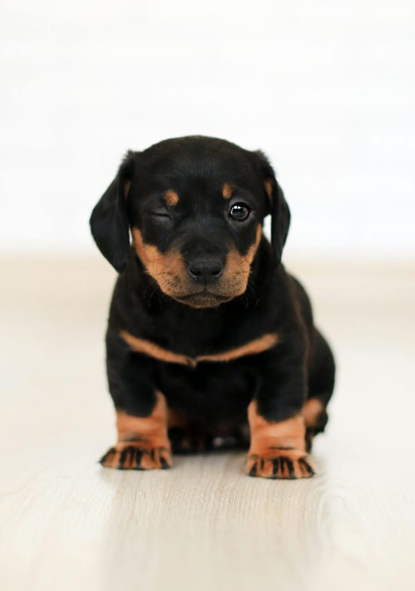 The Ultimate Guide to the Best Puppy Food for Rottweiler