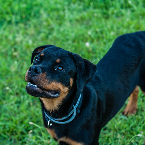 The Ultimate Guide to Recommended Rottweiler Food