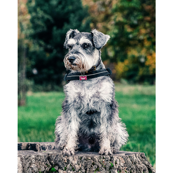 Best Dog Food for Schnauzers: A Comprehensive Guide